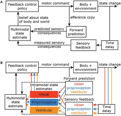 State Estimation for Early Feedback Responses in Reaching: Intramodal or Multimodal?